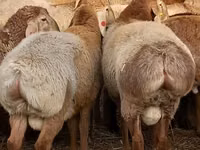 Widder, Arashan sheep — Foto 4