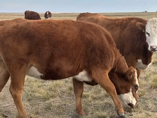Vaca, Vaca branca de cabeça kazakh