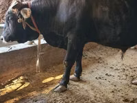 Bull, Cattle — photo 3