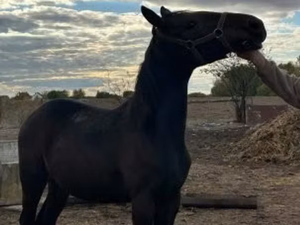 Mare, Nonius horse
