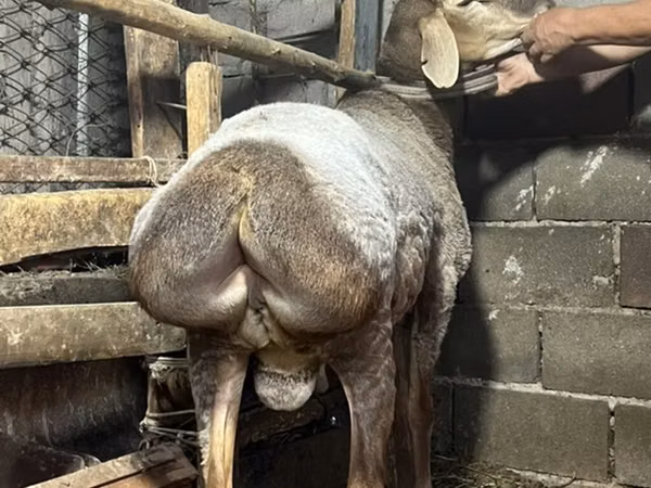 قوچ, Edilbay sheep — قرقیزستان