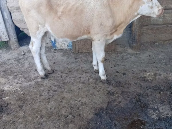 Cow, Simmental cattle — Kazakhstan
