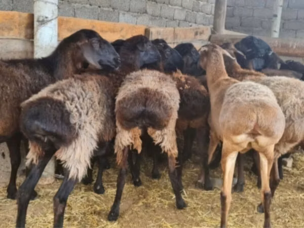 Ram, Sheep — Kazakhstan