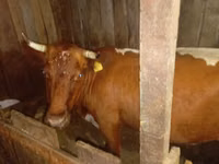 ላም, Cattle — ፎቶ 1