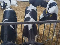 Bull, Holstein breed — photo 1