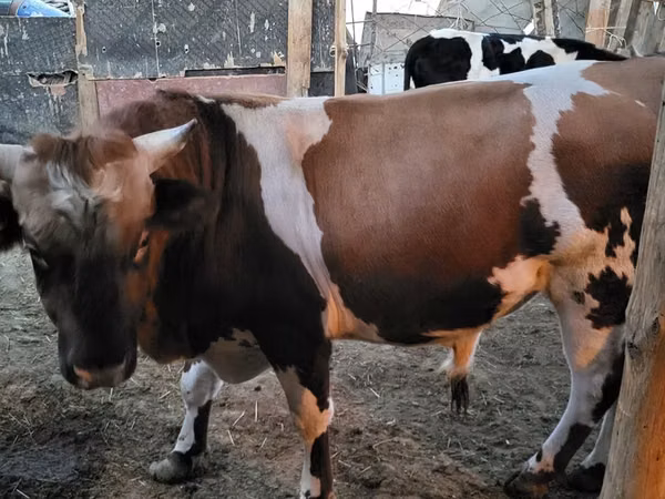 Bull, Swiss cattle — Kazakhstan