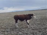 सांड, हेरफोर्ड — फ़ोटो 1