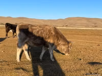 গাভী, Latvian Blue cattle — ছবি 2