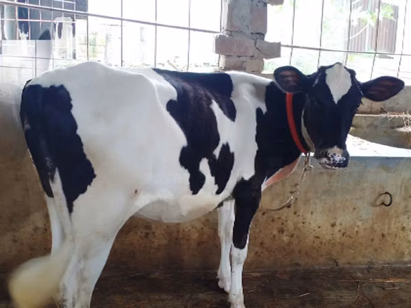 Mucca, Razza Holstein — Bangladesh
