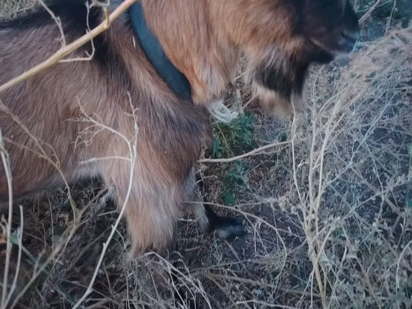 Billy Goat, Alpine goat — Kazakhstan