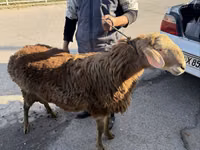 Kambing jantan, Sheep — foto 1