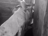 Billy Goat, Nubian Goat — photo 3