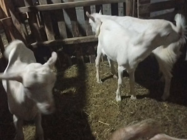Goat, Goats — Kyrgyzstan
