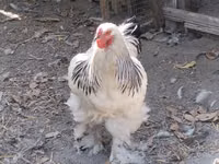 Chickens — foto 5