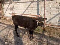 Vache, Bovins — photo 4