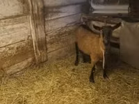 Goat, Goats — photo 1