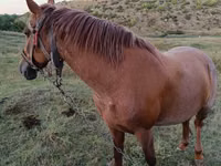 Kuda betina, Horses — foto 2