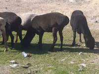 Πρόβατο, Tian-Shan semifinewool sheep — φωτογραφία 7