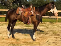 Toychoq, American paint horse — 4-rasm