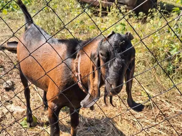 Billy Goat, Nubian Goat — Moldova