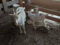 Goat, Goats — photo 2