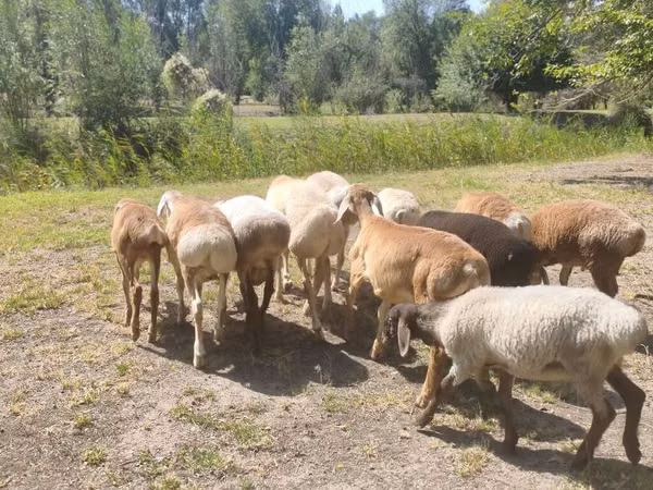 Montone, Afghan Arabi sheep