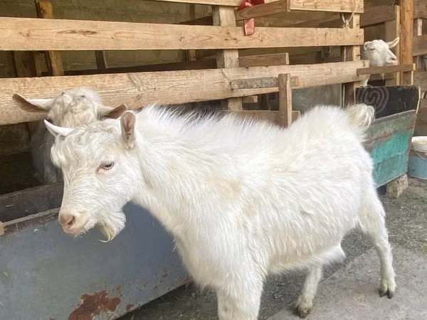 Goat, Saanen goat