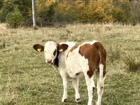 Cow, Simmental cattle — photo 4