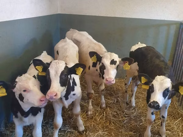 Bull, Holstein breed — Poland