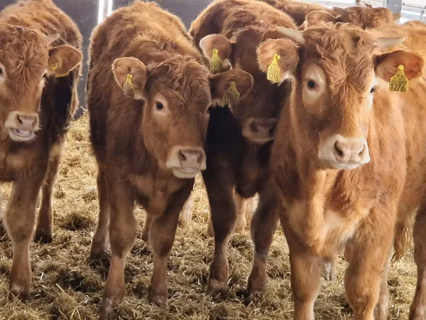 Cattle (batch, sex not specified), Simmental cattle