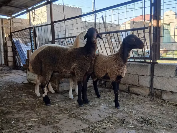 แกะตัวเมีย, Blackheaded Persian sheep — อาเซอร์ไบจาน