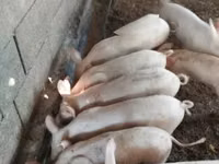 Pigs (batch, sex not specified) — photo 3