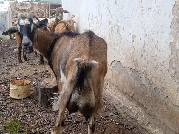 Goat, Alpine goat — Kazakhstan
