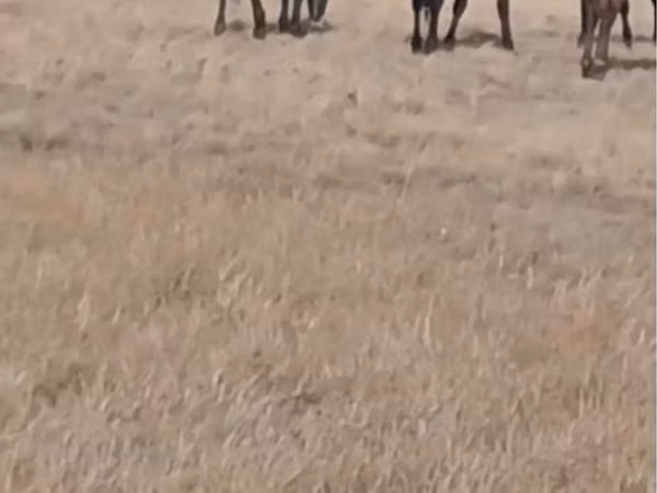 اسب نر, Kazakh horse