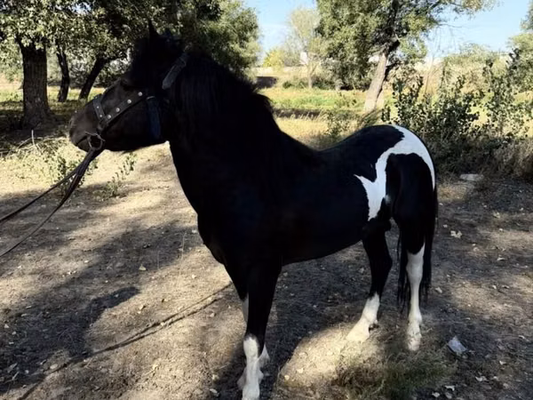 اسب (گروه، جنسیت مشخص نشده), American shetland pony