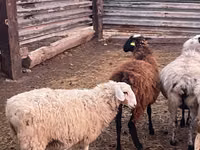 Ram, Kazakh fat-tailed coarsewool sheep — photo 3
