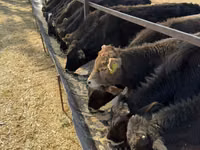 ثور, Swiss cattle — الصورة 2