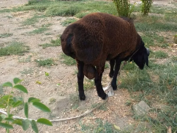 公羊, Baerchuke sheep — 乌兹别克斯坦