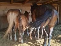 Mare, Haflinger — photo 5
