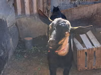 Billy Goat, Goats — photo 1