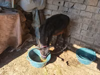 母牛, Cattle — 照片 2