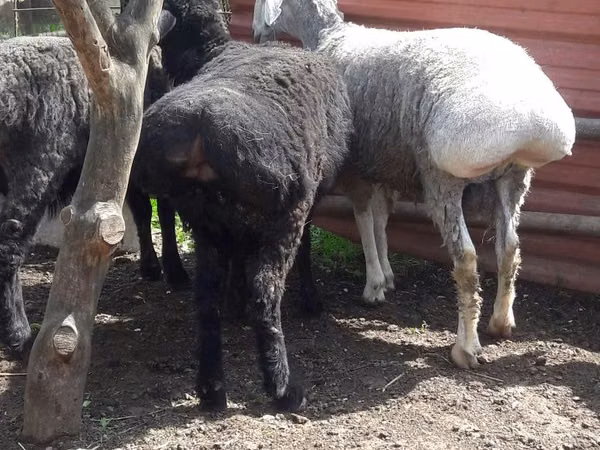 Ovan, Rhon sheep — Узбекистан