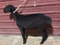 گوسفند (گروه، جنسیت مشخص نشده), گوسفند — عکس 5