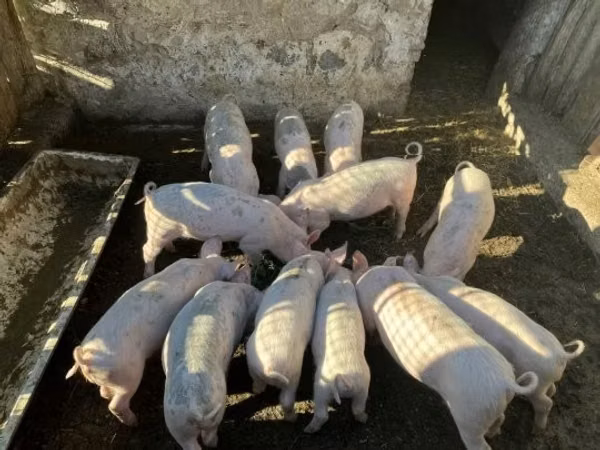 Boar, Pigs — Hungary