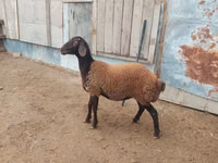 Bagge, Suffolk sheep — foto 2