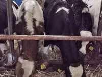 Toro, Russian Black pied cattle — foto 7