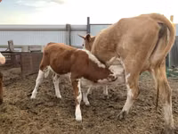 Үнээ, Simmental cattle — 5 зураг