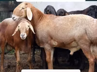 숫양, Arashan sheep — 사진 4