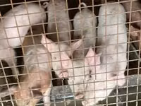 Sow, Pigs — photo 2