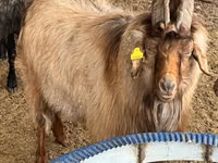 Billy Goat, Goats — photo 2